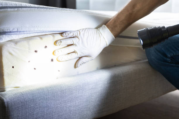 Best Pest Control Near Me  in Rangely, CO