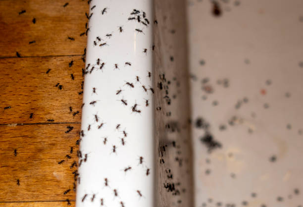 Best Emergency Pest Control  in Rangely, CO