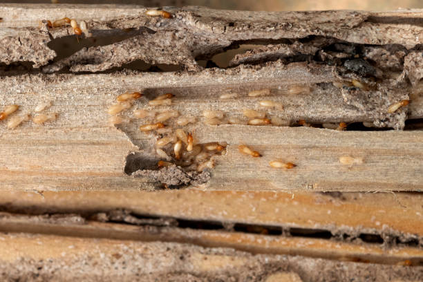 Best Commercial Pest Control Services  in Rangely, CO