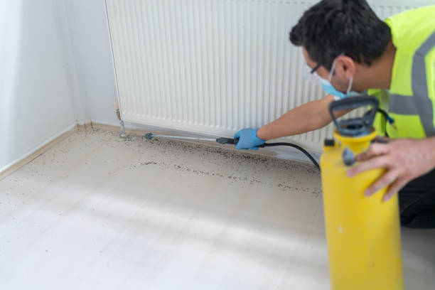 Best Bed Bug Extermination  in Rangely, CO